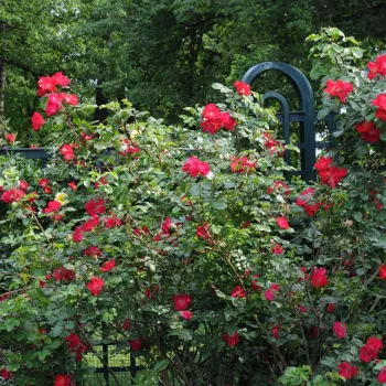 Šarlátovočervená - stromčekové ruže - Stromková ruža s drobnými kvetmi