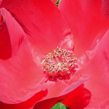 Online rózsa kertészet - vörös - diszkrét illatú rózsa - fűszer aromájú - Robusta® - parkrózsa - (150-220 cm)