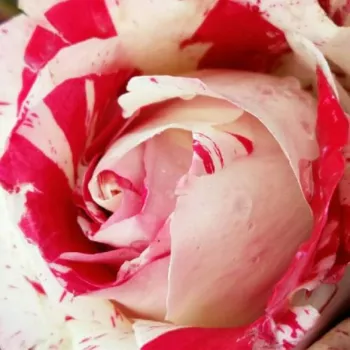 Rózsa kertészet - vörös - fehér - virágágyi grandiflora - floribunda rózsa - Rock & Roll™ - intenzív illatú rózsa - alma aromájú - (75-90 cm)