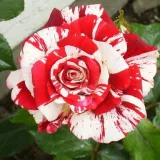 Floribunda - grandiflora ruža - crveno bijelo - intenzivan miris ruže - Rosa Rock & Roll™ - Narudžba ruža