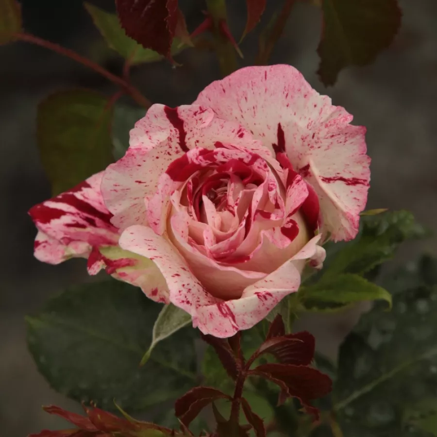Rosu alb - Trandafiri - Rock & Roll™ - Trandafiri online