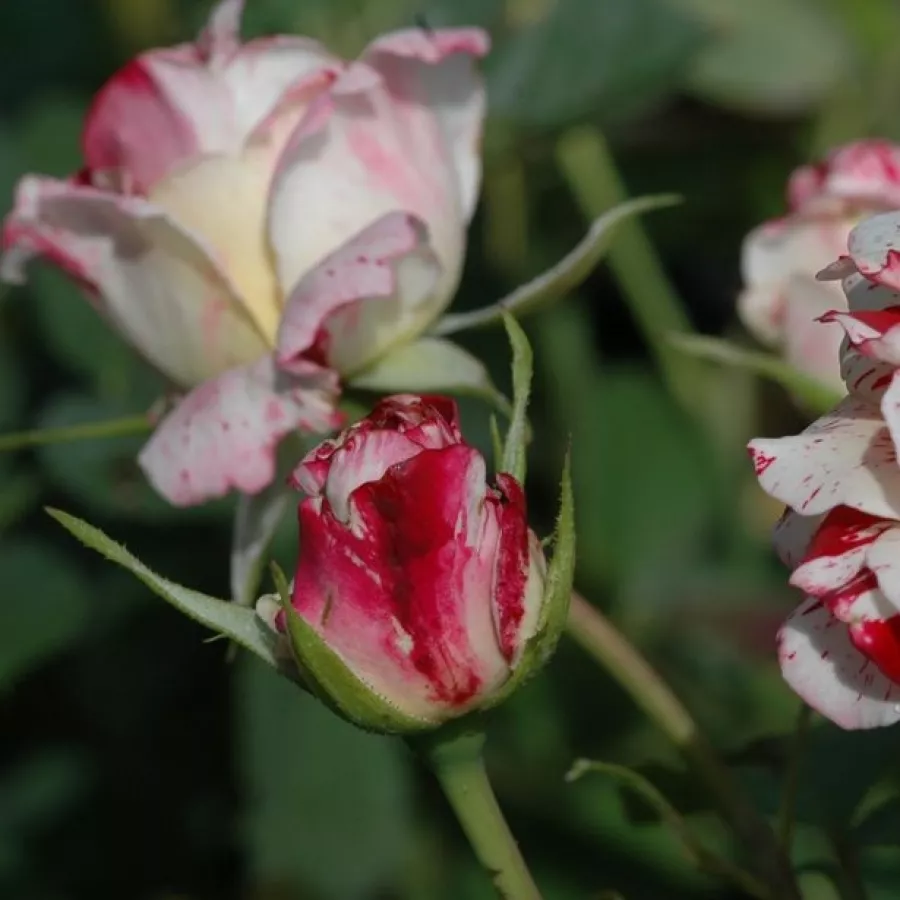 Rosa intensamente profumata - Rosa - Rock & Roll™ - Produzione e vendita on line di rose da giardino