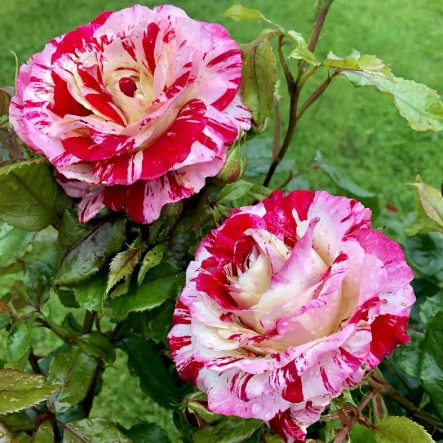 WEKgobnez - Rosa - Rock & Roll™ - Produzione e vendita on line di rose da giardino