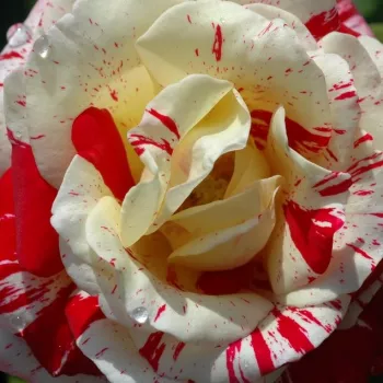 Ružová - školka - eshop  - záhonová ruža - grandiflora - floribunda - červená - intenzívna vôňa ruží - aróma jabĺk - Rock & Roll™ - (75-90 cm)