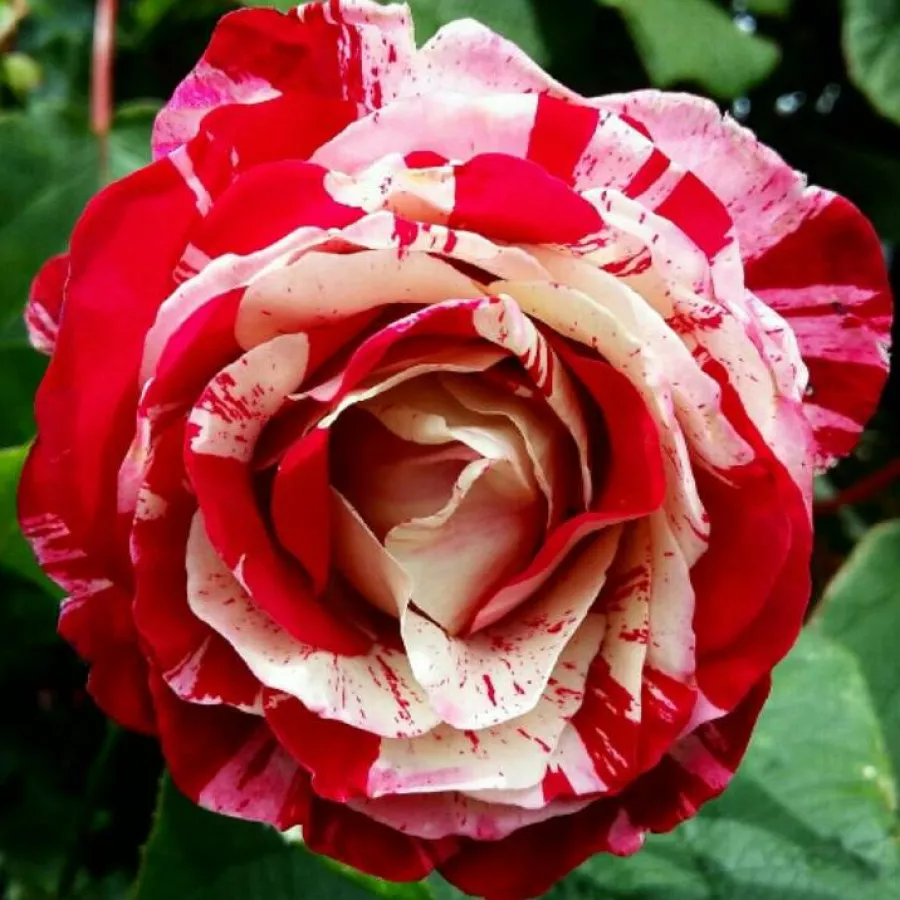 Rojo blanco - Rosa - Rock & Roll™ - rosal de pie alto