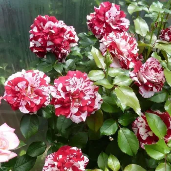 Rosa Rock & Roll™ - rosu alb - trandafiri pomisor - Trandafir copac cu trunchi înalt – cu flori teahibrid