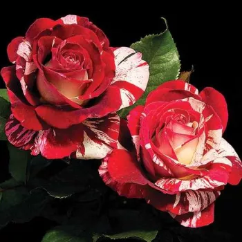 Rojo oscuro con rayas blanco - árbol de rosas híbrido de té – rosal de pie alto - rosa de fragancia intensa - manzana