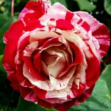 Záhonová ruža - grandiflora - floribunda - intenzívna vôňa ruží - aróma jabĺk - červená - Rosa Rock & Roll™