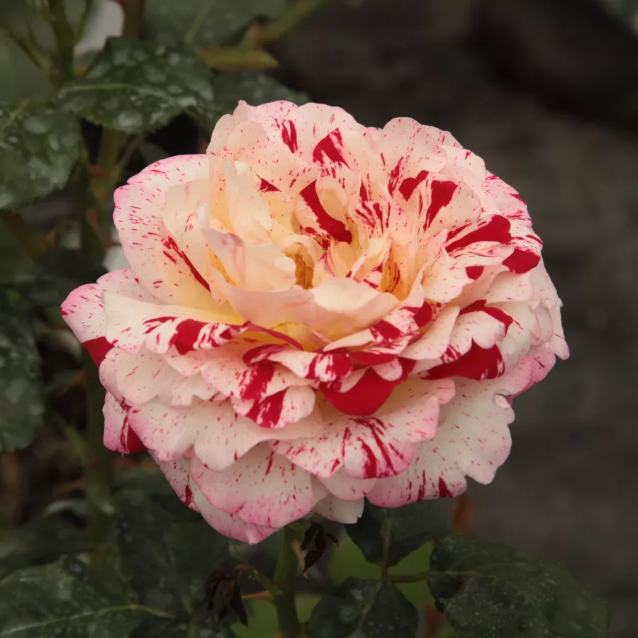 Trandafiri Grandiflora - Floribunda - Trandafiri - Rock & Roll™ - comanda trandafiri online