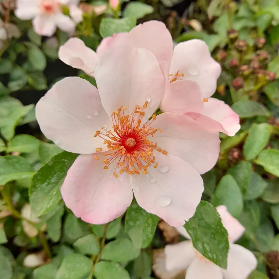 Záhonová ruža - floribunda - Ruža - Astronomia® - Ruže - online - koupit