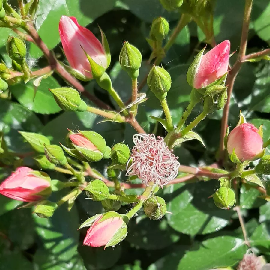 árbol de rosas de flor simple - rosal de pie alto - Rosa - Astronomia® - rosal de pie alto