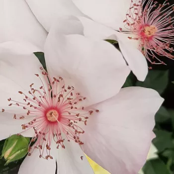 Szkółka Róż Rozaria - różowy - róże rabatowe grandiflora - floribunda - Astronomia® - róża bez zapachu
