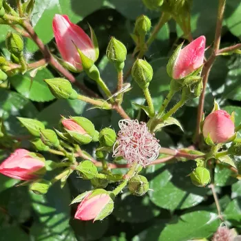 Rosa Astronomia® - różowy - róże rabatowe grandiflora - floribunda