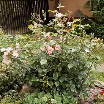 Rózsaszín - virágágyi floribunda rózsa   (60-100 cm)