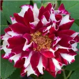 Vörös - fehér - történelmi - perpetual hibrid rózsa - Online rózsa vásárlás - Rosa Roger Lambelin - intenzív illatú rózsa - gyümölcsös aromájú