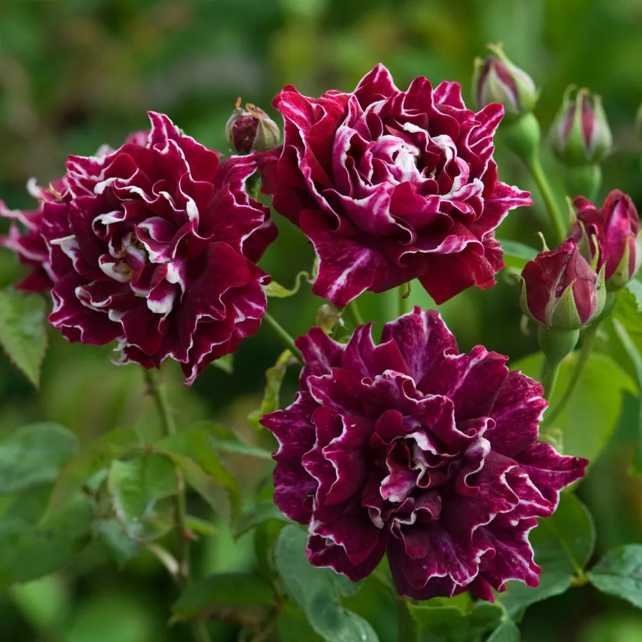 Czerwony - biały - Róża - Roger Lambelin - Szkółka Róż Rozaria