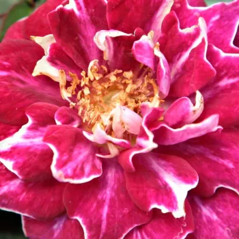 Shop, online rose ibridi perenni - rosso - bianco - Rosa Roger Lambelin - rosa intensamente profumata - Marie-Louise (aka Widow,Vve) Schwartz - Possiamo ammirare i suoi speciali fiori colorati e profumati  da Giugno a Settembre.