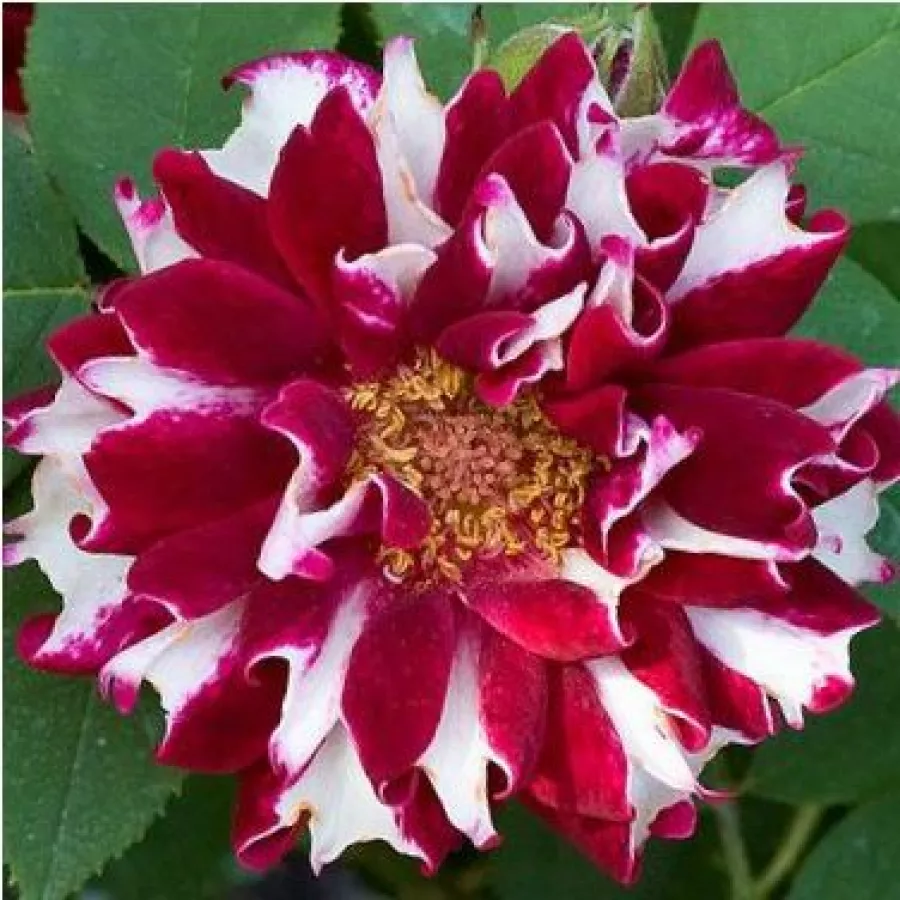Czerwony - biały - Róża - Roger Lambelin - 