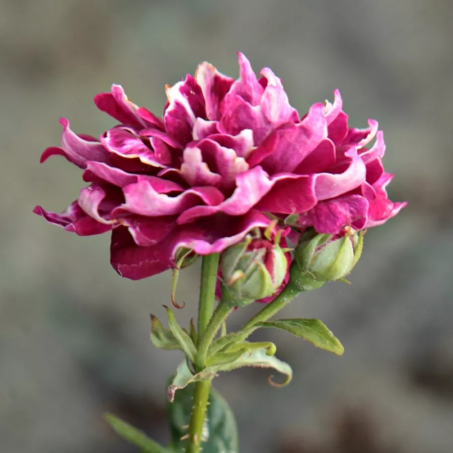 Róża pienna - Róże pienne - z kwiatami pojedynczymi - Róża - Roger Lambelin - 
