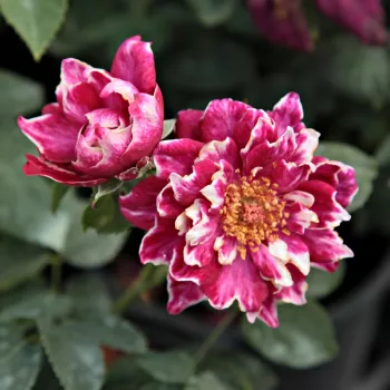 Rojo oscuro con bordes blanco - árbol de rosas de flor simple - rosal de pie alto - rosa de fragancia intensa - frutal