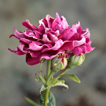 Rosa Roger Lambelin - rdeče - belo - Hybrid Perpetual vrtnice    