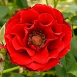 Vörös - törpe - mini rózsa - Online rózsa vásárlás - Rosa Roma™ - diszkrét illatú rózsa - méz aromájú