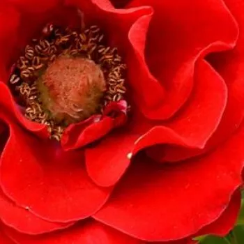 Rózsa rendelés online - vörös - törpe - mini rózsa - Roma™ - diszkrét illatú rózsa - méz aromájú - (30-60 cm)