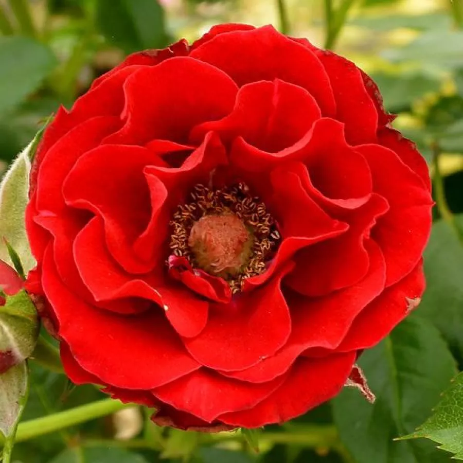 Mini - pritlikave vrtnice - Roza - Roma™ - Na spletni nakup vrtnice
