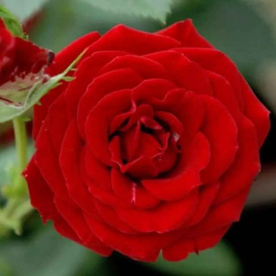 Vörös - Rózsa - Roma™ - Online rózsa rendelés