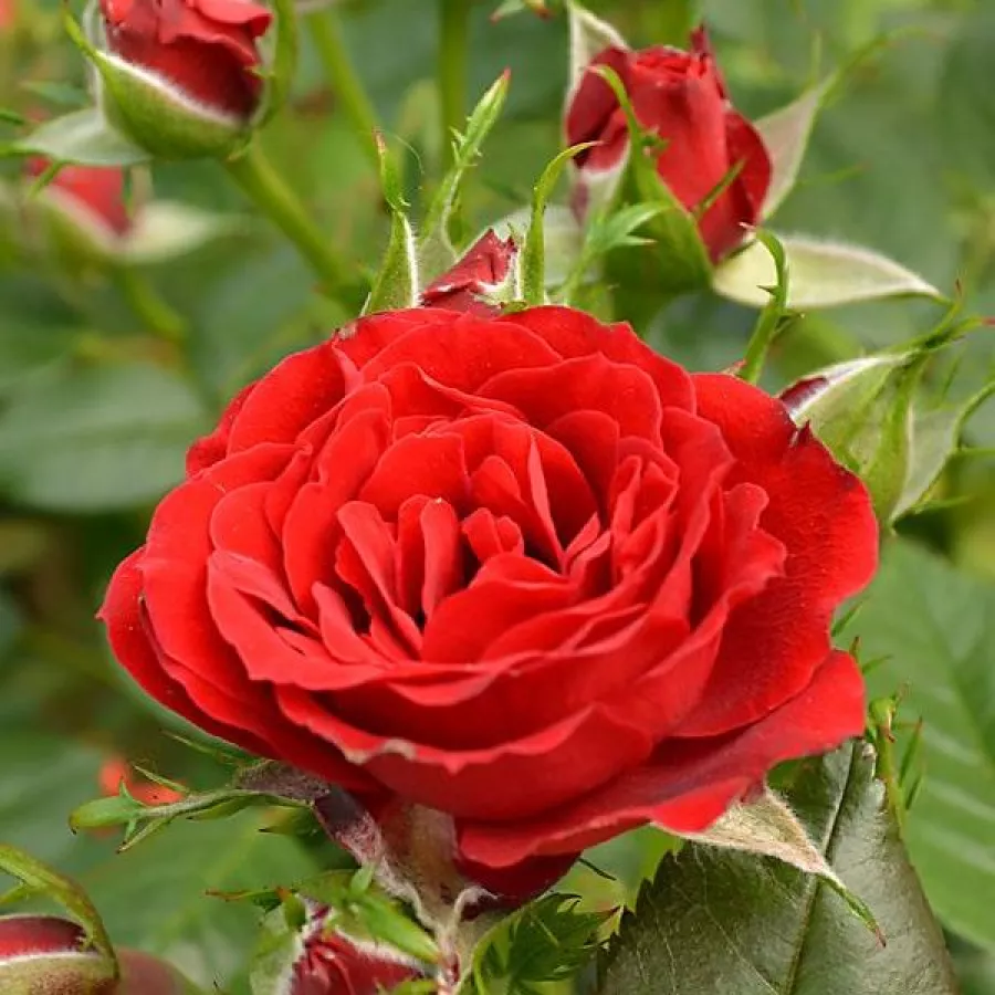 Diszkrét illatú rózsa - Rózsa - Roma™ - Online rózsa rendelés