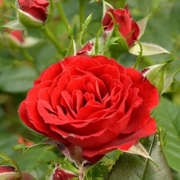 Rosa Roma™ - rojo - Árbol de Rosas Miniatura - rosal de pie alto- forma de corona compacta