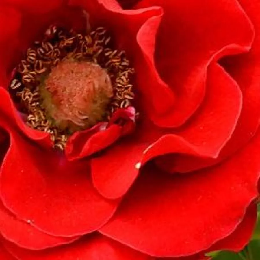 Csokros - Rózsa - Roma™ - Kertészeti webáruház