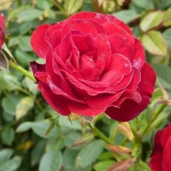Sötétvörös - apróvirágú - magastörzsű rózsafa - diszkrét illatú rózsa - méz aromájú