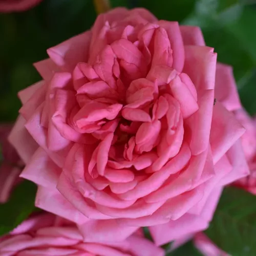 Amazonit
