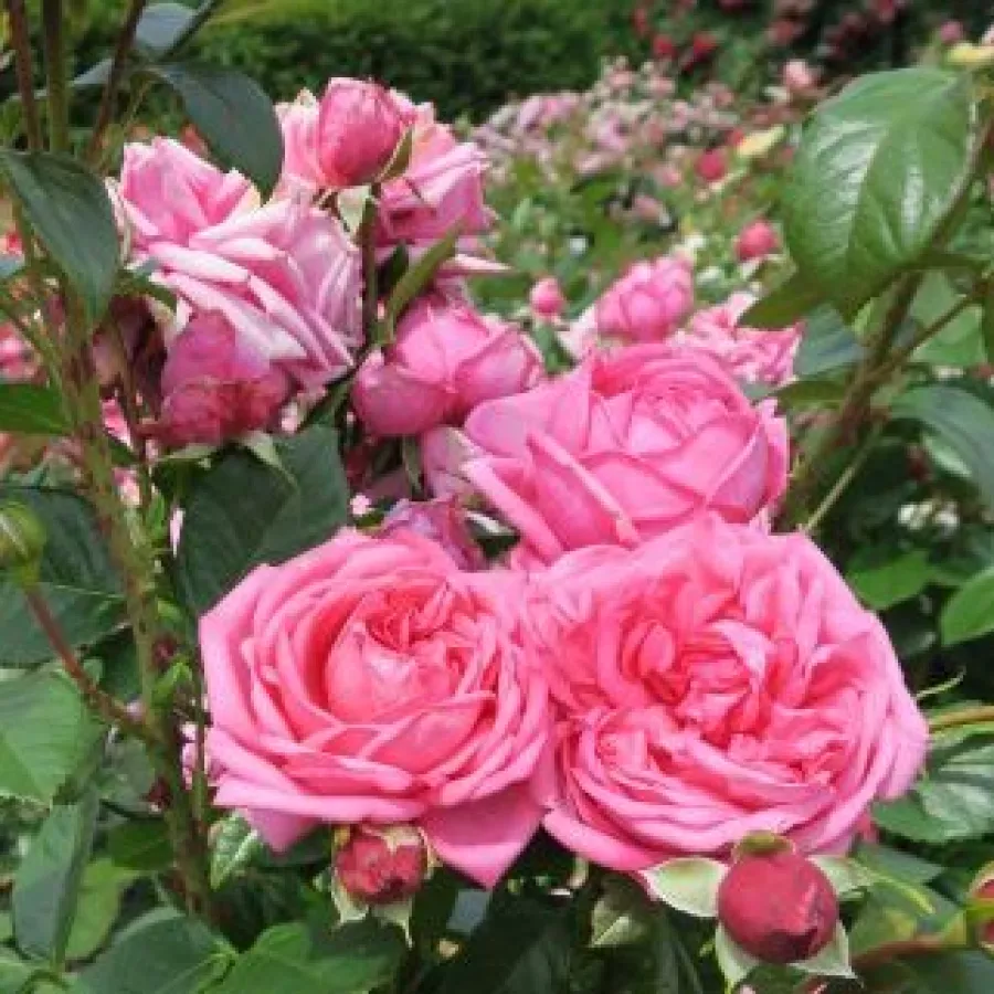 Nostalgična vrtnica - Roza - Amazonit - vrtnice online