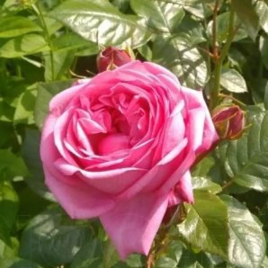 Zaokrąglony - Róża - Amazonit - sadzonki róż sklep internetowy - online