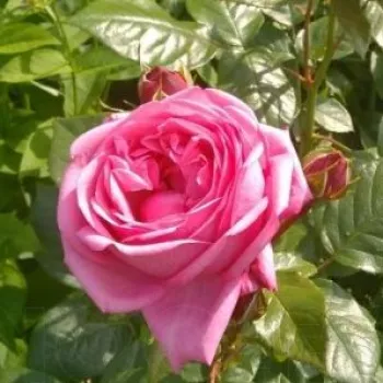 Poзa Мариатерезия® - розовая - Роза флорибунда