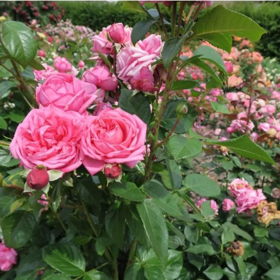 Tömvetelt virágú - Rózsa - Amazonit - online rózsa vásárlás