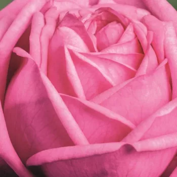 Садовый Центр И Интернет-Магазин - Poзa Мариатерезия® - Роза флорибунда  - розовая - роза с тонким запахом - Ганс Юрген Эверс - Густомахровые цветы, распускающиеся в соцветиях, подходят как одиночные растения для посадки на клумбах, так и для посадки в ка