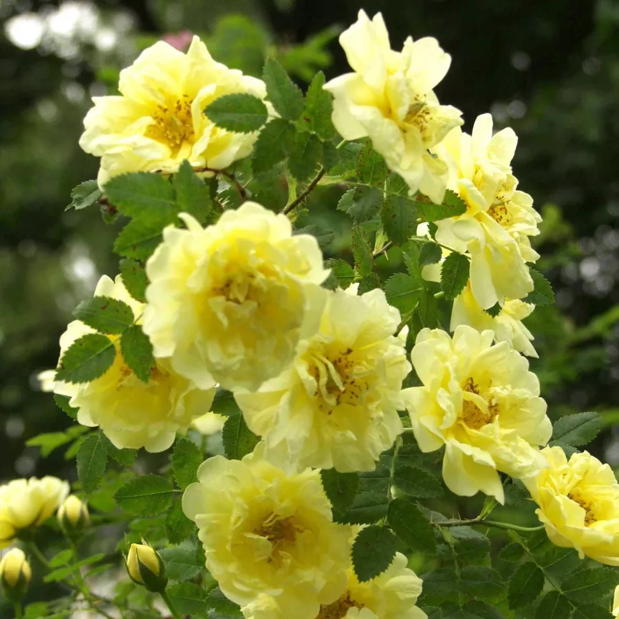 żółty - Róża - Rosa Harisonii - Szkółka Róż Rozaria