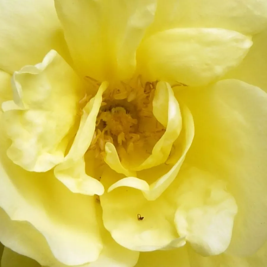 Old rose, Hybrid Foetida, Hybrid Spinosissima, Shrub - Rózsa - Rosa Harisonii - Online rózsa rendelés