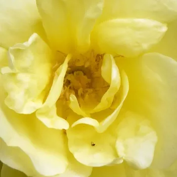 Rosen Shop - alte rosen - gelb - Rosa Rosa Harisonii - diskret duftend - George Folliott Harison - Man kann sie zum großen Busch züchten, weil ihre bräunlichen Stiele sich schön beugen, und sie von einzeln blühenden, halbgefüllten Blüten bedeckt wird.