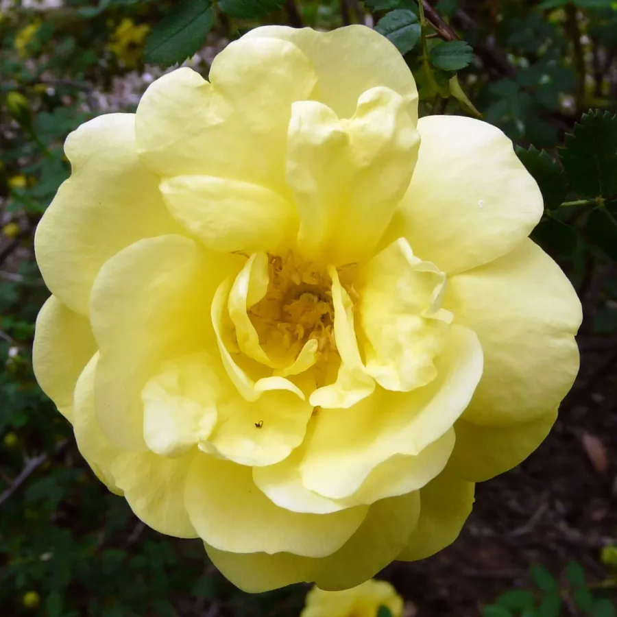 žuta boja - Ruža - Rosa Harisonii - 