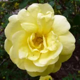 Sárga - diszkrét illatú rózsa - citrom aromájú - Online rózsa vásárlás - Rosa Rosa Harisonii - történelmi - régi kerti rózsa