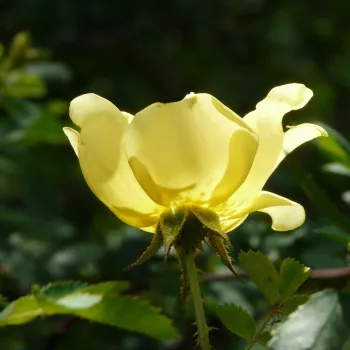 Rosa Rosa Harisonii - dzeltens - vēsturiskā - senā dārza roze