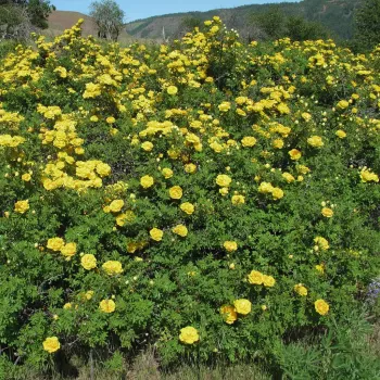 Blijedo žuta  - Stara vrtna ruža   (90-300 cm)