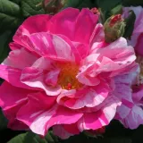 Rózsaszín - fehér - történelmi - gallica rózsa - Online rózsa vásárlás - Rosa Rosa Mundi - intenzív illatú rózsa - damaszkuszi aromájú