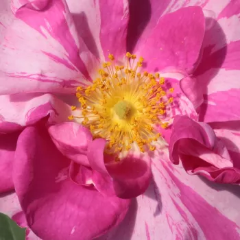 Online rózsa vásárlás - rózsaszín - fehér - történelmi - gallica rózsa - Rosa Mundi - intenzív illatú rózsa - damaszkuszi aromájú - (75-120 cm)