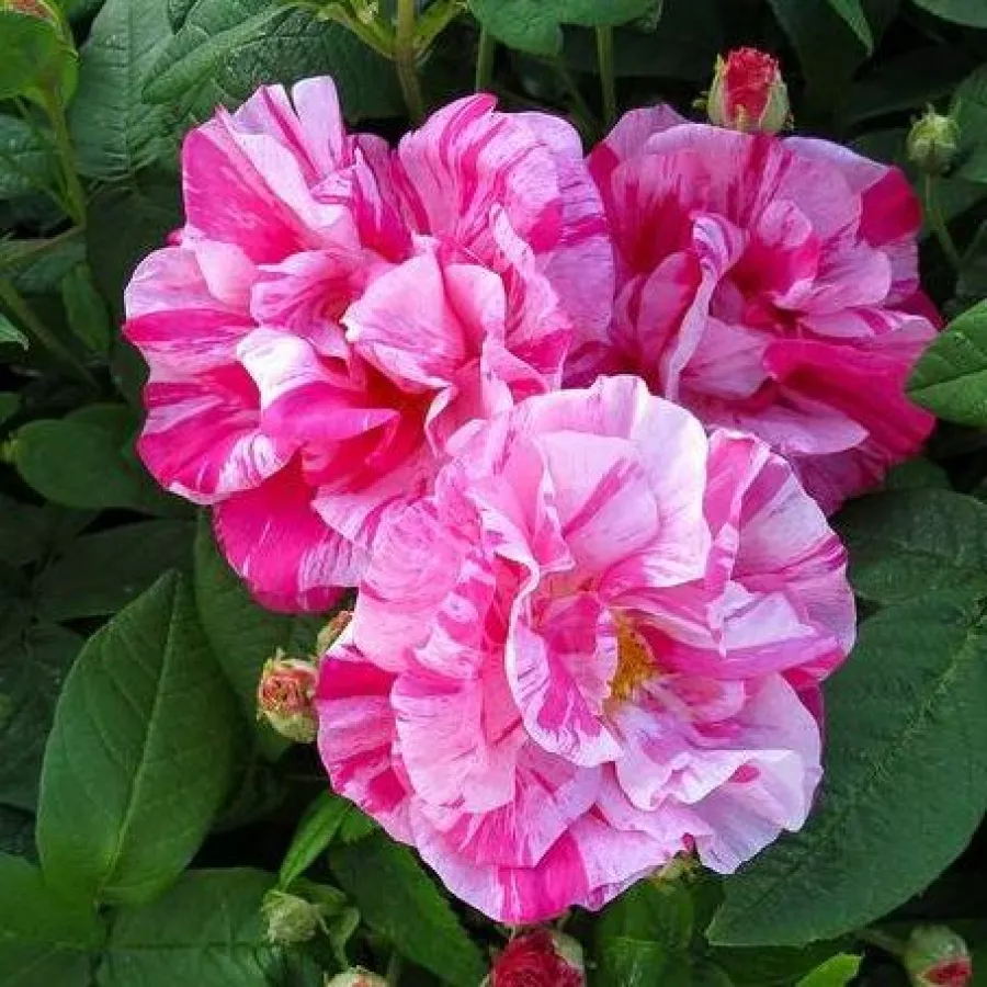 Pink - biela - Ruža - Rosa Mundi - Ruže - online - koupit
