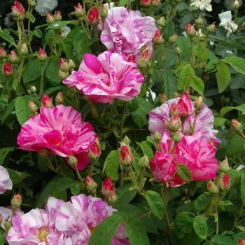 Rosa Rosa Mundi - różowy - biały - róża francuska